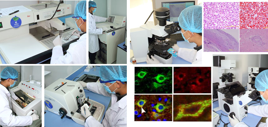 Phathology.jpg Phathology.jpg